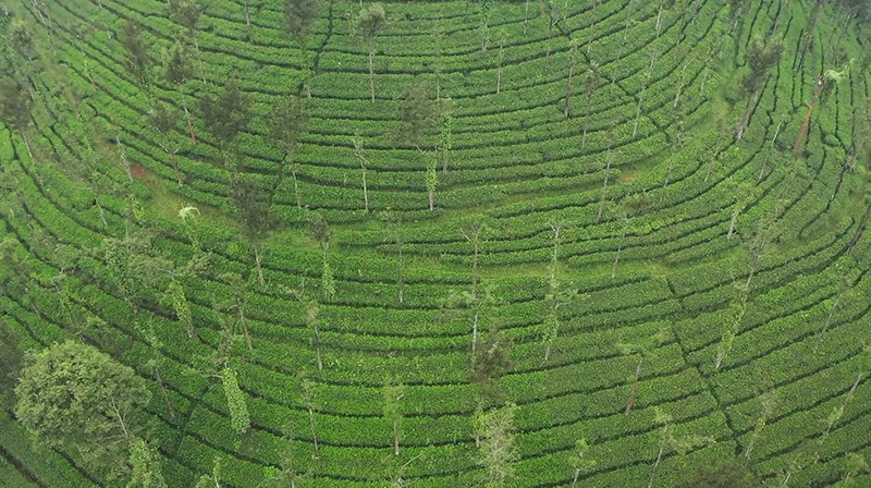 Vikalp Sangam | Nature's Apptrentice: A Gudalur Story